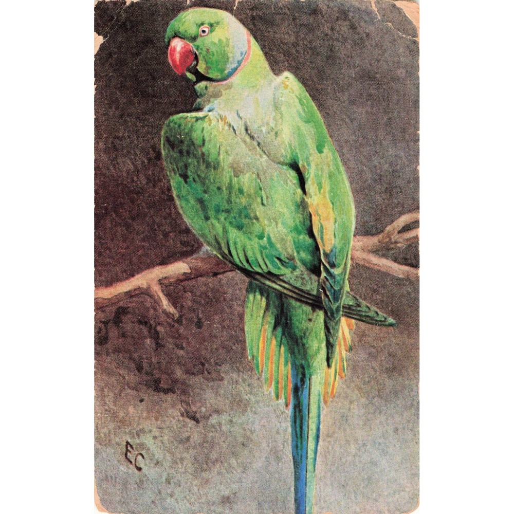 Vintage 1910 Rose-Ringed Parakeet Postcard Ernest Nister Bird Illustration - Picture 1 of 2